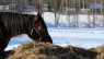 Late harvested forage takes longer time for horses to eat