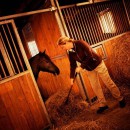 Feed type affects horses’ behaviour