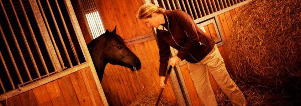 Feed type affects horses’ behaviour