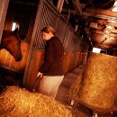 Reduced intestinal motility when stabling horses after pasture