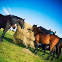 Icelandic horses vs. trotters, who are best at digesting forage?