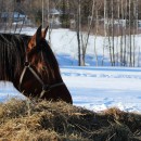 Forage crude protein content and horses’ nitrogen metabolism and water intake