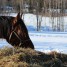 Late harvested forage takes longer time for horses to eat