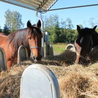 Forage and horses’ mineral requirements