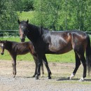 The right forage for mare and foal