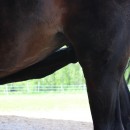 The diet’s impact on mares’ milk