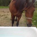 Horses’ water intake